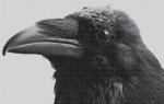 (image for) Once Upon A Raven